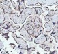 Anti-NDUFAB1 Rabbit Monoclonal Antibody